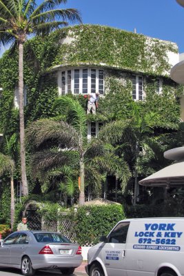 Trimming the ivy on the Cardozo above my room