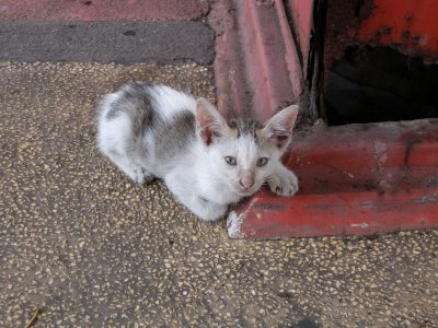 Surabaya stray kitten