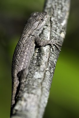 lizard01.jpg