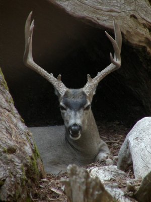 Deer at Sequoia National Park