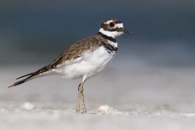 Killdeer