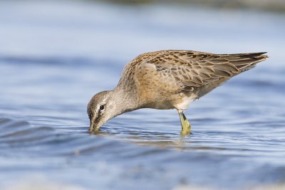 long-billed dowitcher 091408_MG_8967