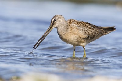 Dowitchers & Snipe