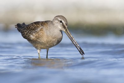long-billed dowitcher 091408_MG_9092