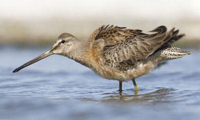 long-billed dowitcher 091408_MG_9373