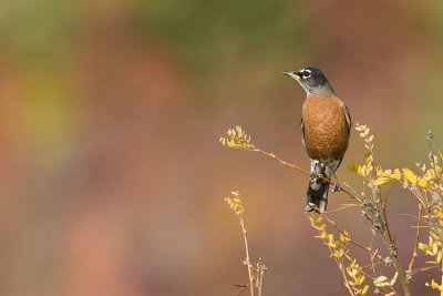 american robin 091708_MG_9933