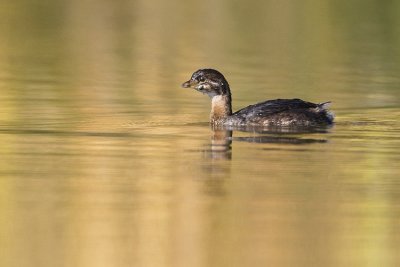 pied-billed grebe 091608_MG_9801