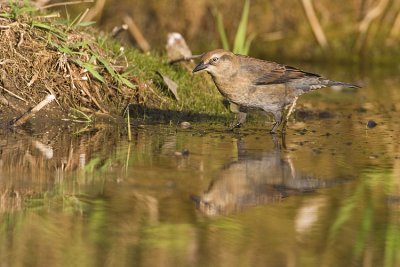 rusty blackbird 091708_MG_0153