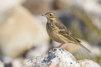 american pipit 092108_MG_1379