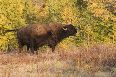 bison 091908_MG_1136