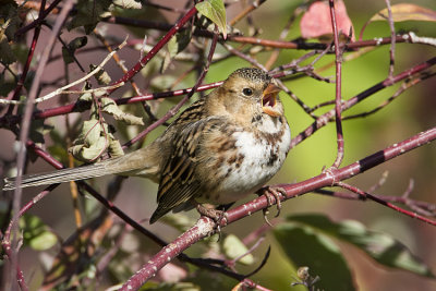 harriss sparrow 092408IMG_5077