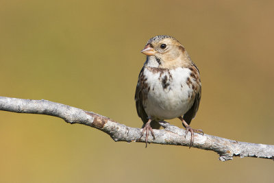 harriss sparrow 092408IMG_5099