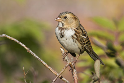 harris's sparrow 092408IMG_5347