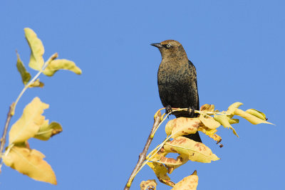 rusty blackbird 092308IMG_4962