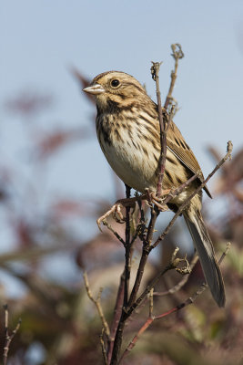 song sparrow 092408IMG_5017