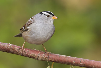 white-crowned sparrow 092408IMG_5456