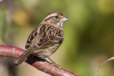 white-throated sparrow 092308IMG_4616