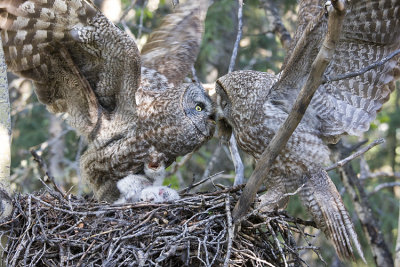 great gray owls 052708IMG_0056
