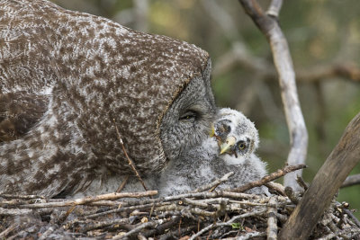 great gray owls 060508IMG_0817