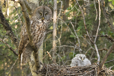 great gray owls 060508IMG_0901