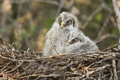 great gray owlets 060508IMG_0922