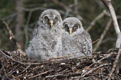 great gray owlets 061008IMG_0358