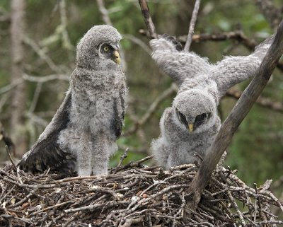 great gray owlets 061208IMG_0602