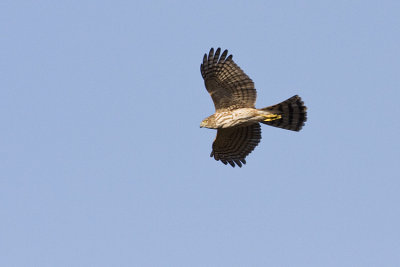 Sharp-shinned Hawks
