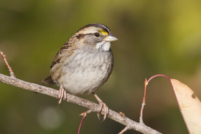 white-throated sparrow 092608IMG_5660