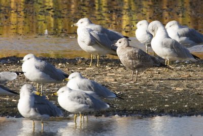mew gull 100708IMG_7307