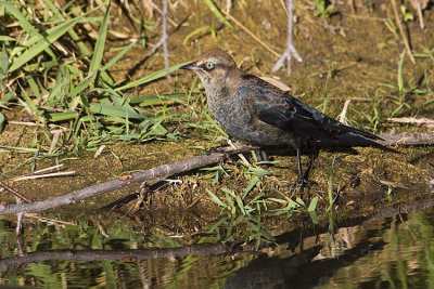 rusty blackbird 100608IMG_7231