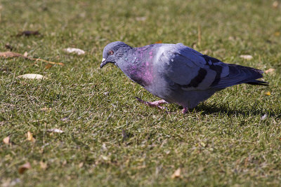 rock pigeon 101408_MG_0260