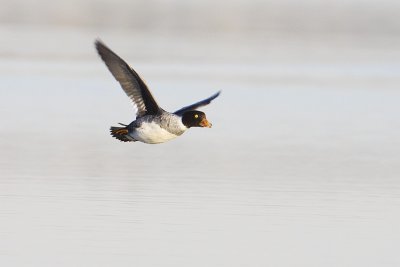 barrow's goldeneye 101608_MG_1708