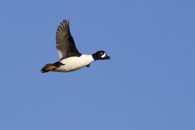 barrow's goldeneye 101908_MG_3371