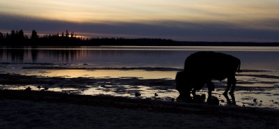 bison at sunset 101908_MG_3562