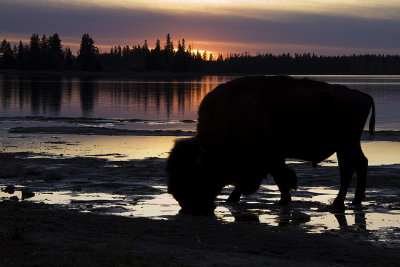 bison at sunset 101908_MG_3575