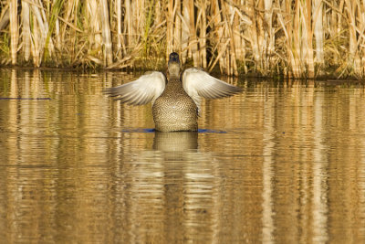 gadwall 101908_MG_3438