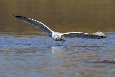 ring-billed gull 101608_MG_1326