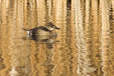 ruddy duck 101908_MG_3422