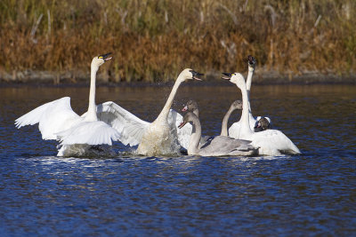tundra swans 101908_MG_2268