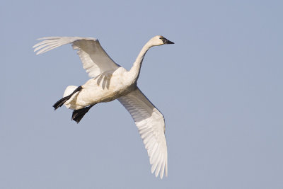 tundra swan 101908_MG_3050