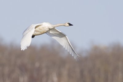 tundra swan 101908_MG_3125