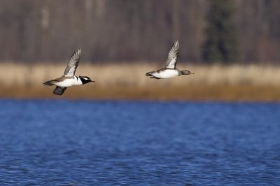 hooded mergansers 102608_MG_5544