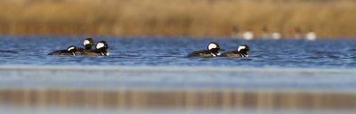 hooded mergansers 102608_MG_5583