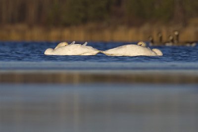 tundra swans 102608_MG_6033