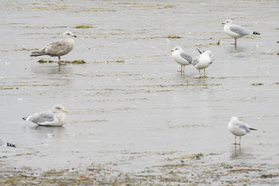 ? gull with ring-bills & herring 103008_MG_7523