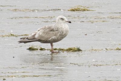 ? gull 103008_MG_7531