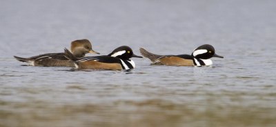 hooded mergansers 110208_MG_8260