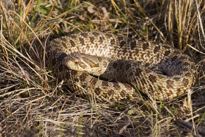 hog-nosed snake (captive)102908_MG_6975