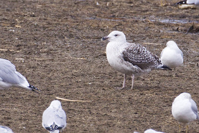 Great Black-backed Gulls